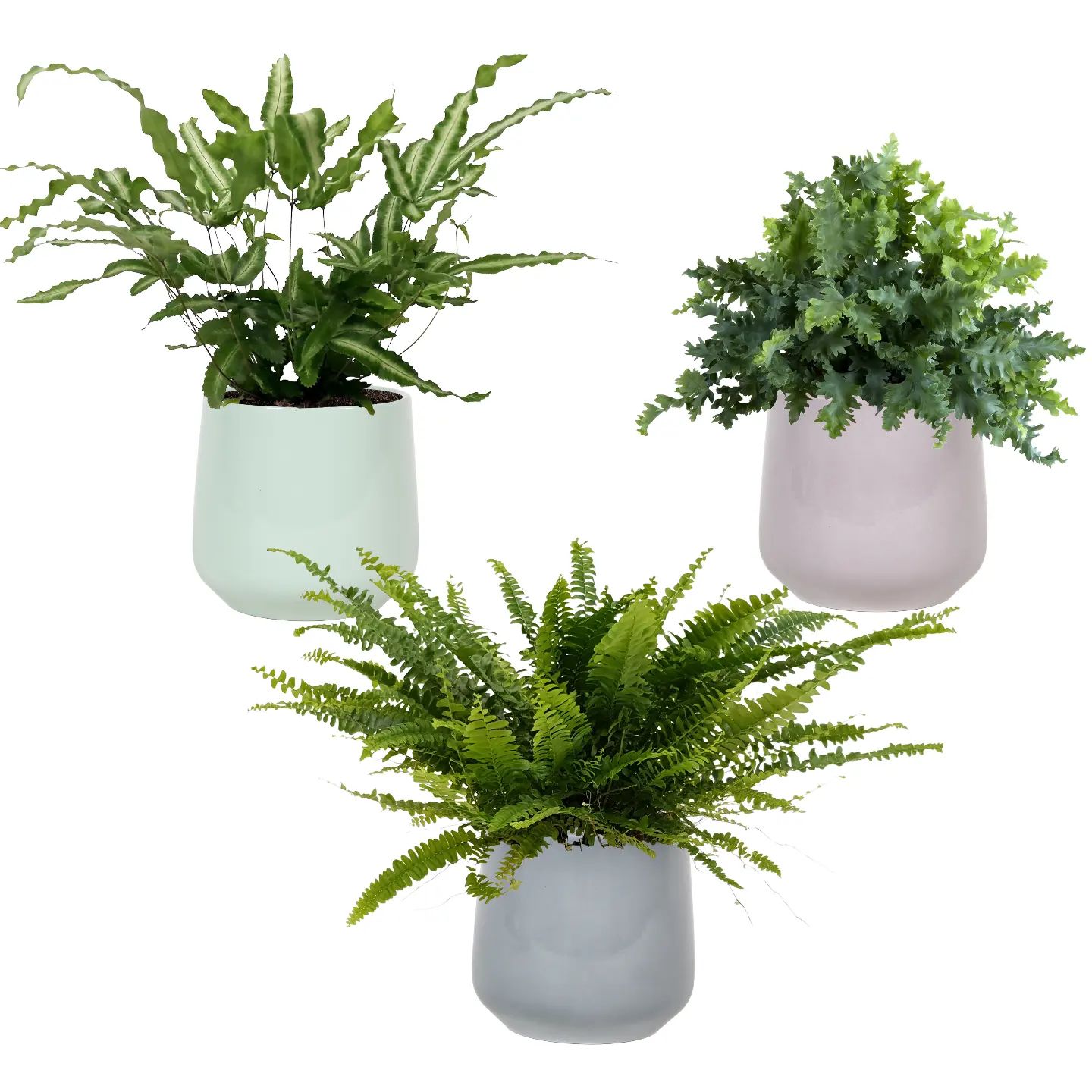 Hoe leuk zijn deze varens in pastel potten
wij worden er helemaal vrolijk van.
#pastel #laatdelentemaarkomen #varens #groeneplanten #luchtzuiverendeplanten #pasteltrends