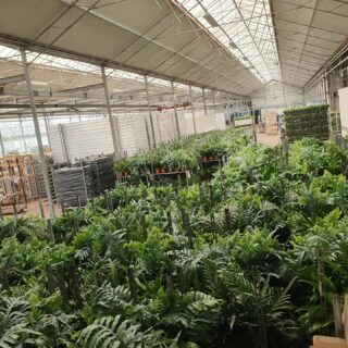 Into the jungle, 
Leuke order met verschillende soorten grote varens