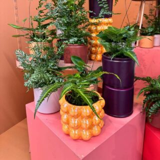 We hebben weer wat leuke varen soortjes toegevoegd aan ons assortiment
Welke is jouw favoriet 💚