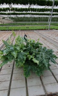 Phlebodium davana 🤩

#luchtzuiverende plant #interieurinspiratie #planten #varens #freshair #woonmaand #iloveplants #jungle