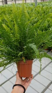 Onze mooie krulvaren 🌿 

#luchtzuiverend #varens #nephrolepis #wellbeing #groen #groeneplanten #tuincentrum